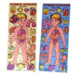 ROMPECABEZA DE PARTES DEL CUERPO HUMANO FEMENINO/MASCULINO