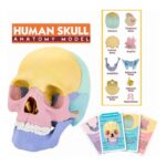 CRÁNEO DE ANATOMÍA HUMANA 17 PZAS - Imagen 2