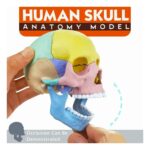 CRÁNEO DE ANATOMÍA HUMANA 17 PZAS - Imagen 5