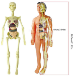 CUERPO HUMANO 4D - Imagen 3