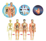 CUERPO HUMANO 4D - Imagen 5