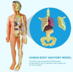 CUERPO HUMANO 4D - Imagen 4