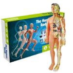 CUERPO HUMANO 4D