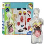 CUERPO HUMANO EL EMBARAZO 4D