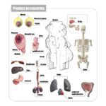 CUERPO HUMANO EL EMBARAZO 4D - Imagen 3